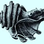 Ecphora gardnerae illustration