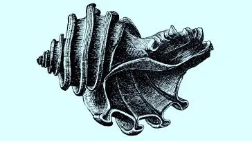 Ecphora gardnerae illustration