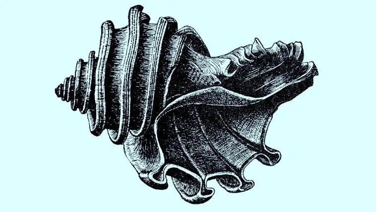 Ecphora gardnerae illustration