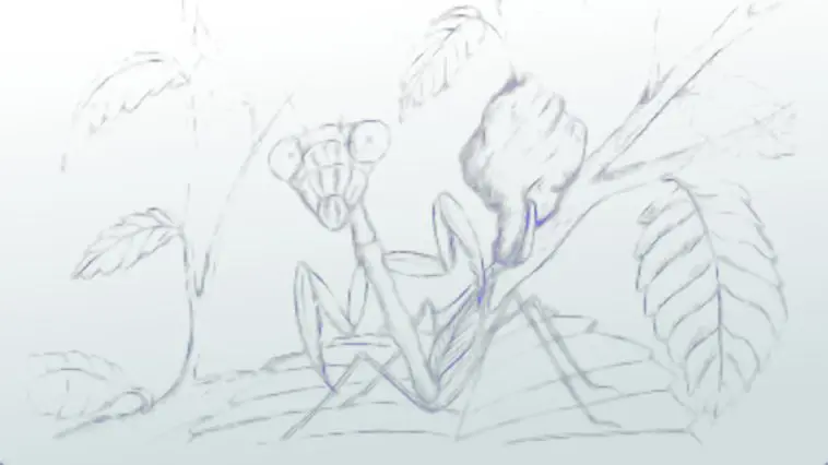 Drawing of a praying mantis by Gary Gordan