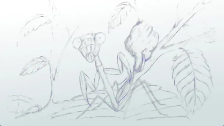 Drawing of a praying mantis by Gary Gordan