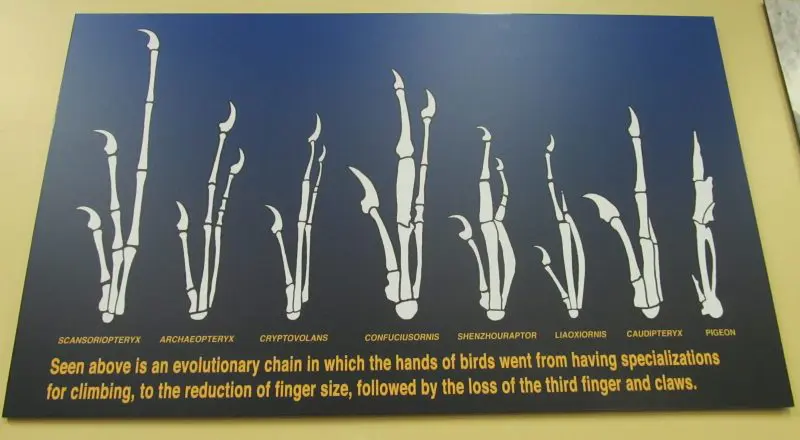 Museum display of hand homologies