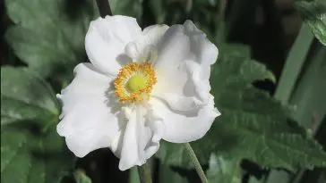 White Rose closeup, photo credit: Wendy Macdonald