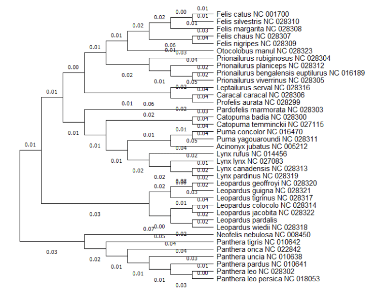 Phylogenetic tree for the felid (cat) group