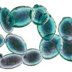 Saccharomyces cerevisiae on a slide: Photo 126324631 © Kateryna Kon | Dreamstime.com