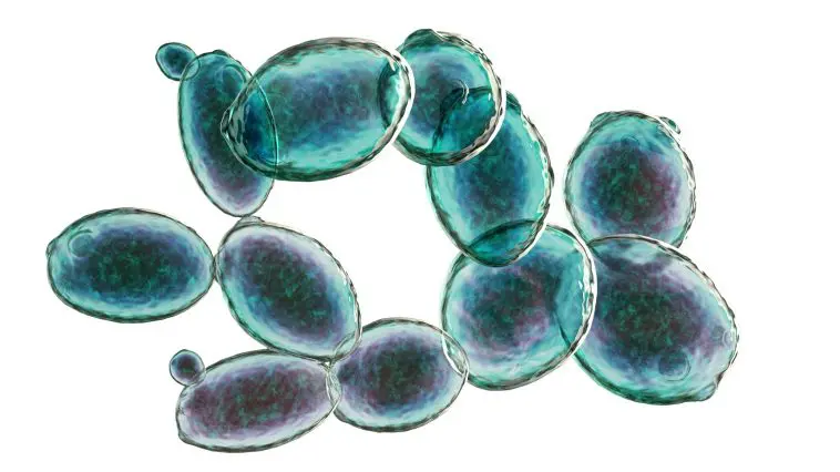 Saccharomyces cerevisiae on a slide: Photo 126324631 © Kateryna Kon | Dreamstime.com