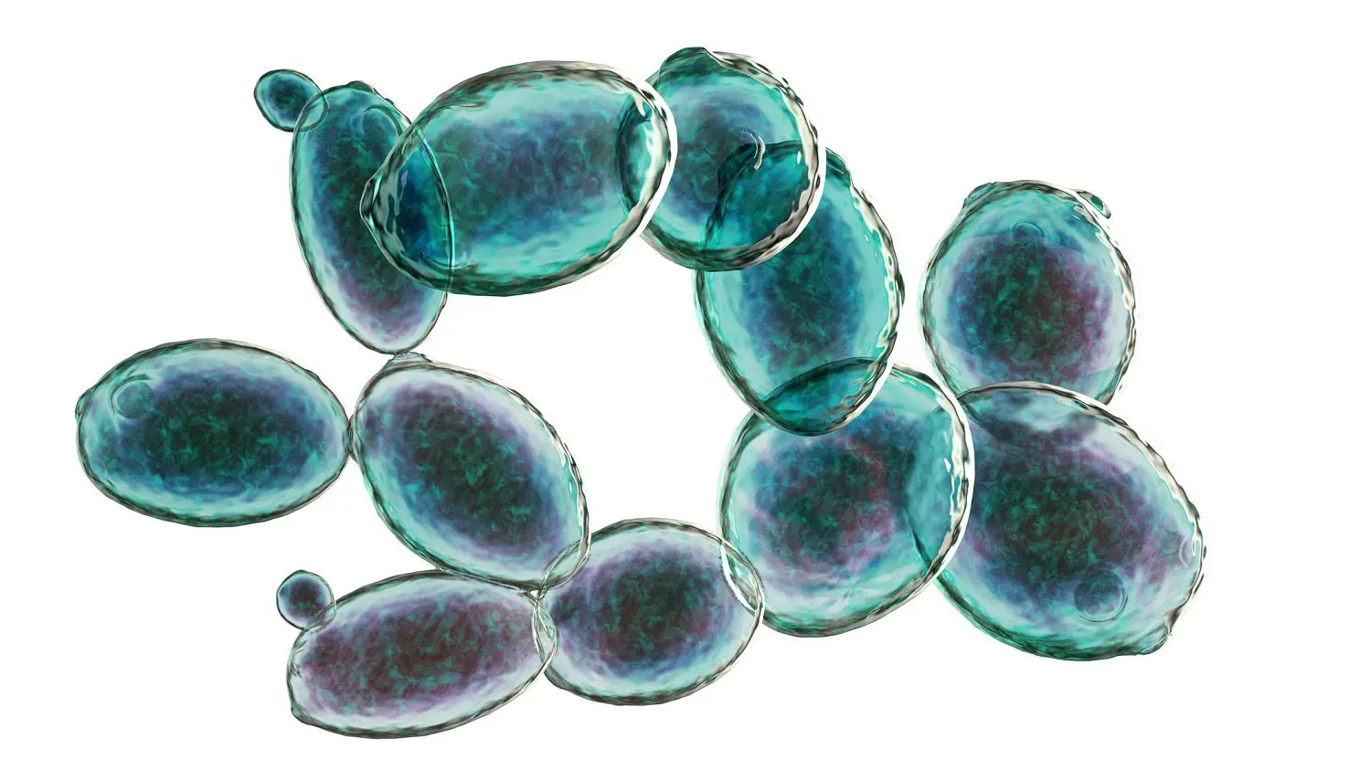 Saccharomyces cerevisiae on a slide: Photo 126324631 © Kateryna Kon | Dreamstime.com