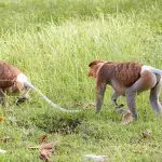 Proboscis monkeys walking in Bako National Park, Malaysia: Photo 168009176 © Sailingstone Travel | Dreamstime.com