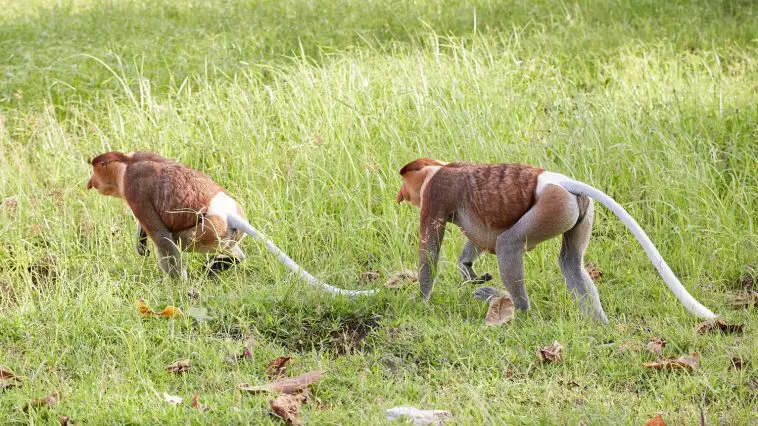 Proboscis monkeys walking in Bako National Park, Malaysia: Photo 168009176 © Sailingstone Travel | Dreamstime.com