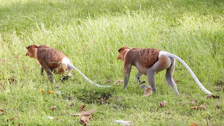 Proboscis monkeys walking in Bako National Park, Malaysia: Photo 168009176 © Sailingstone Travel | Dreamstime.com