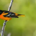 Male Baltimore Oriole on a branch: Photo 107536672 © Jgorzynik | Dreamstime.com