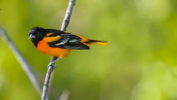 Male Baltimore Oriole on a branch: Photo 107536672 © Jgorzynik | Dreamstime.com