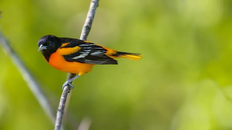 Male Baltimore Oriole on a branch: Photo 107536672 © Jgorzynik | Dreamstime.com