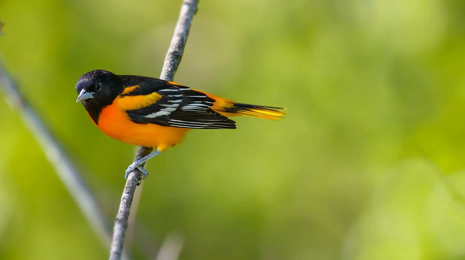 Male Baltimore Oriole on a branch: Photo 107536672 © Jgorzynik | Dreamstime.com