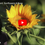 Sunflower and Honeycomb math: Kate Hannon YouTube still
