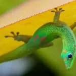 Gecko upside down on a leaf: Photo 209949657 © Zachzimet | Dreamstime.com