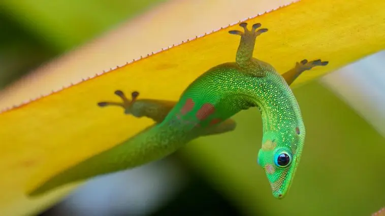 Gecko upside down on a leaf: Photo 209949657 © Zachzimet | Dreamstime.com