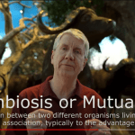 Water Buffalo Mutualism YouTube still