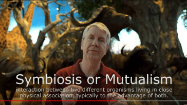 Water Buffalo Mutualism YouTube still