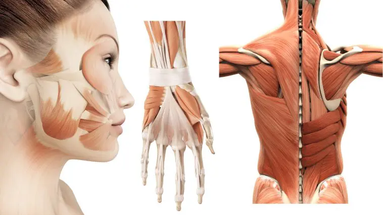 Muscles of the Back: Illustration 41079950 | 3d © Nerthuz | Dreamstime.com Hand muscles and ligaments: Illustration 56287019 © Sebastian Kaulitzki | Dreamstime.com Facial muscles: Illustration 34777440 | 3d © Sebastian Kaulitzki | Dreamstime.com