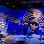 Archelon ischyros displayed at Museum of Ancient Life: Photo 184190928 © Rumata7 | Dreamstime.com