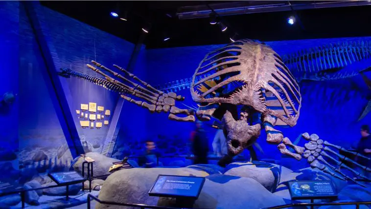 Archelon ischyros displayed at Museum of Ancient Life: Photo 184190928 © Rumata7 | Dreamstime.com