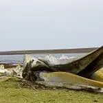 Beached whale carcass bones: Photo 95064100 | Whale © Maxim Tankaria | Dreamstime.com