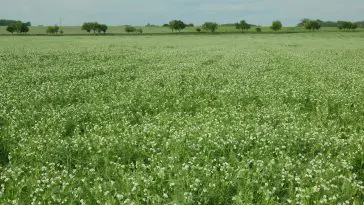 A pea field in the Czech Republic: Photo 185817206 © Vynikal | Dreamstime.com
