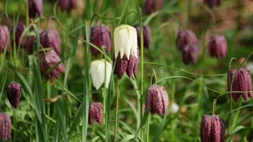 Wild Fritillaria Meleagris: Photo 16029867 © Cherry Larcombe | Dreamstime.com