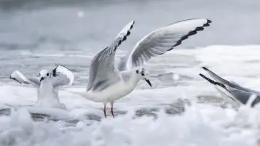 Bonaparte's Gull in the breakers on the coast of South Carolina, photo credit: William Wise Photography