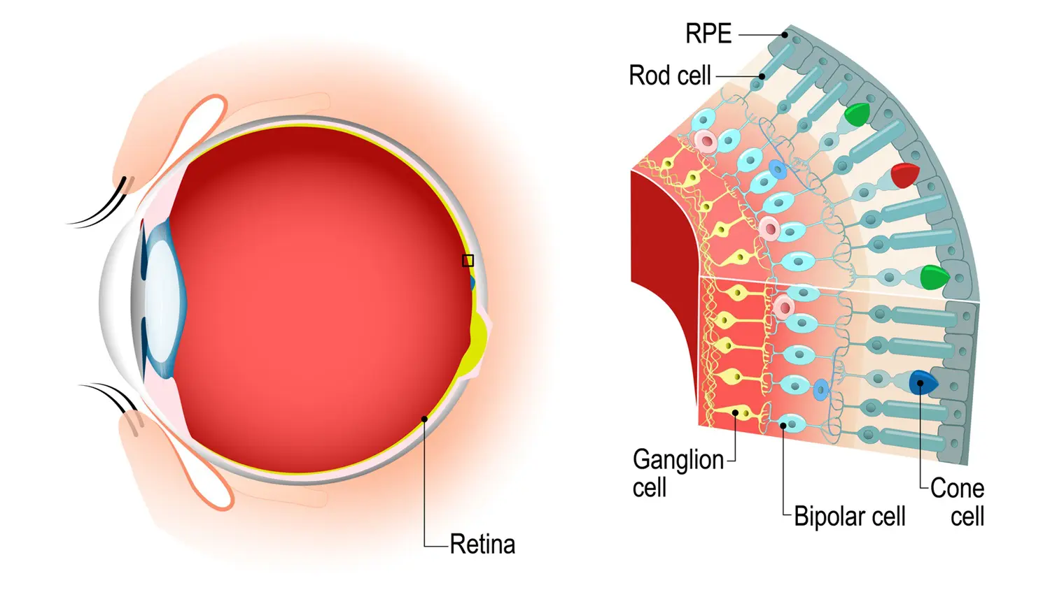 Cross section eye retina: Illustration 136068838 © Designua | Dreamstime.com