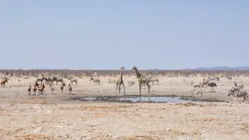 African watering hole with wildlife: Photo 110047917 | African Savannah Wildlife © Cathywithers | Dreamstime.com