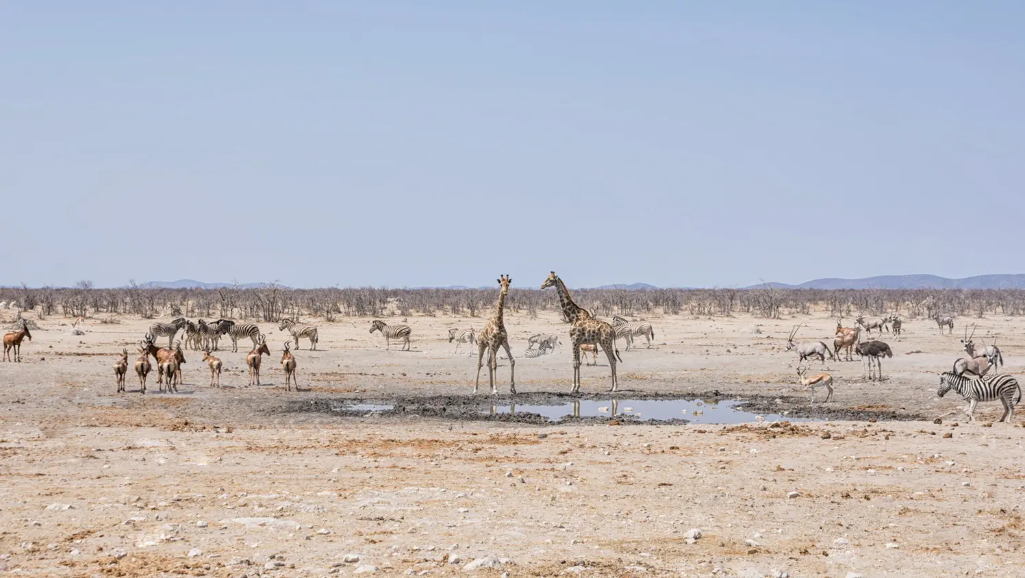 African watering hole with wildlife: Photo 110047917 | African Savannah Wildlife © Cathywithers | Dreamstime.com