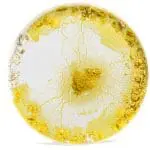 Slime mold in a petri dish: Photo 263005390 | Polycephalum © Isselee | Dreamstime.com