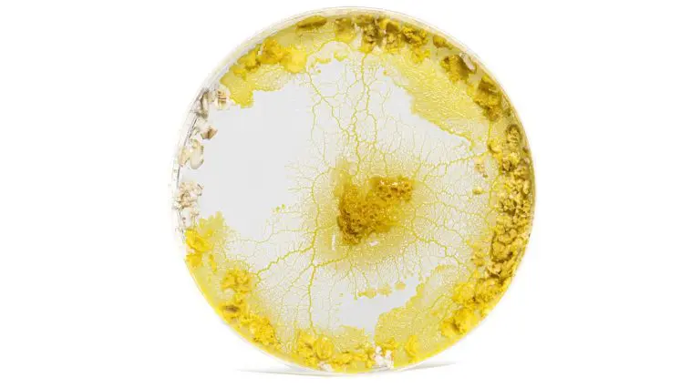 Slime mold in a petri dish: Photo 263005390 | Polycephalum © Isselee | Dreamstime.com