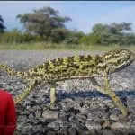 Wonders of Creation: Chameleons video still