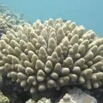 Coral of genus Acropora, photo credit: Andy Collins, NOAA
