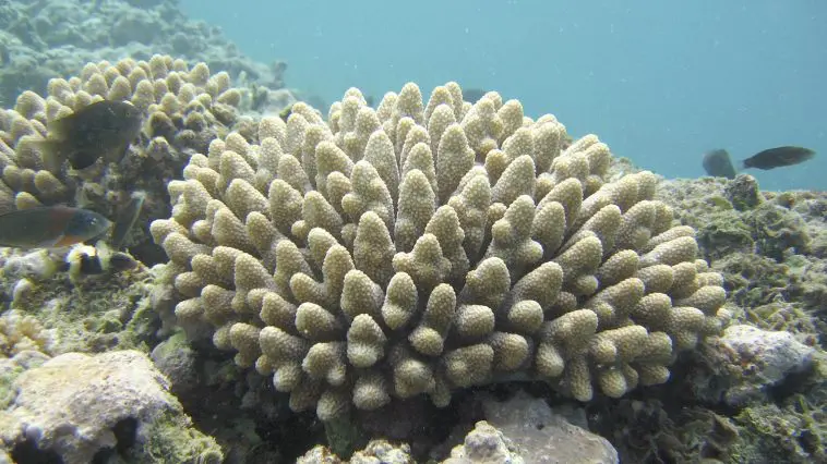 Coral of genus Acropora, photo credit: Andy Collins, NOAA