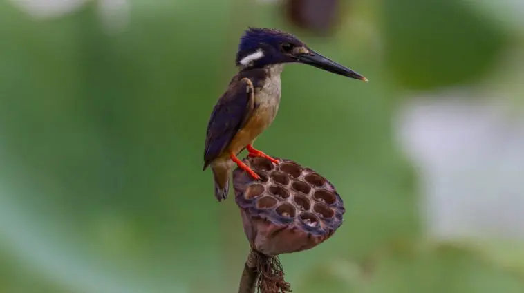 Azure kingfisher: Photo 160103866 © Sharon Jones | Dreamstime.com