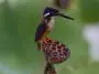 Azure kingfisher: Photo 160103866 © Sharon Jones | Dreamstime.com