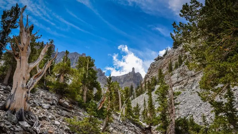 Bristlecone Pine Trail: Photo 87620327 © Sandra Foyt | Dreamstime.com