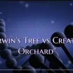 Darwin's tree vs. creation orchard video still