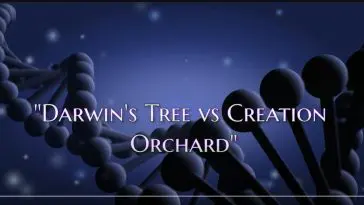 Darwin's tree vs. creation orchard video still