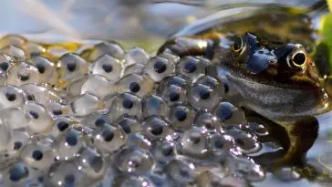 Frog with eggs: Photo 110649652 © Kevin Patrick | Dreamstime.com