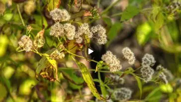 Nature Photography, Mingarelli video still