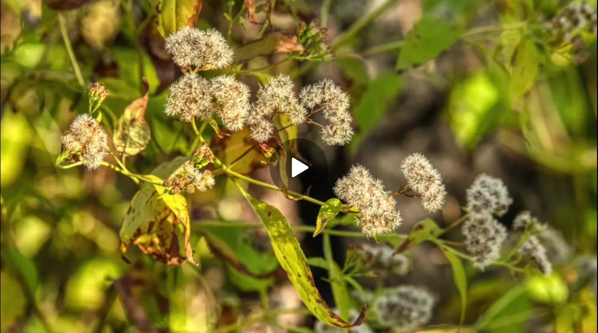 Nature Photography, Mingarelli video still