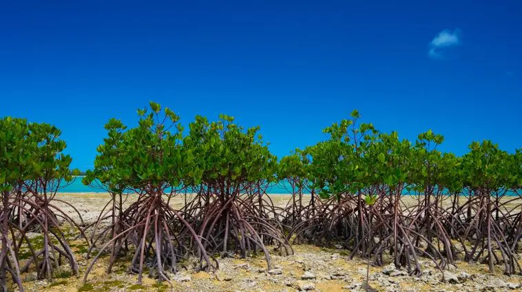 Red Mangrove trees, Japan: Photo 38315409 © Eyeblink | Dreamstime.com