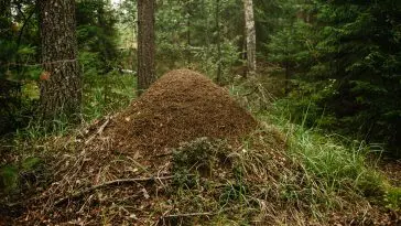 Anthill in a Russian forest: Photo 146916898 © Mikhail Martirosyan | Dreamstime.com