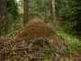 Anthill in a Russian forest: Photo 146916898 © Mikhail Martirosyan | Dreamstime.com