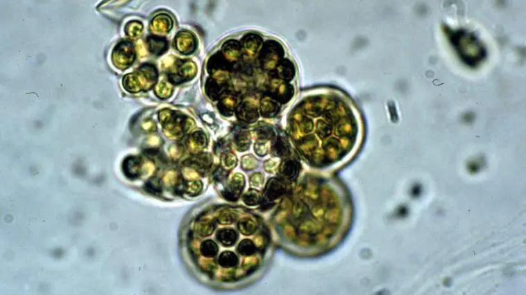 Coelastrum microporum microscope image, photo credit: EPA
